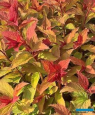 Spiraea x 'NCSX2' Double Play Doozie