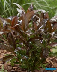 Viburnum odoratissimum Coppertop