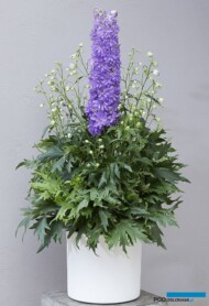 Delphinium DELGENIUS™ BREEZIN