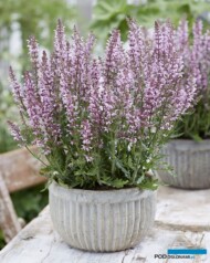 Salvia nemorosa Feathers Flamingo