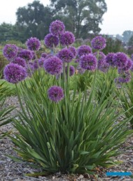 Allium ‘Lavender Bubbles’