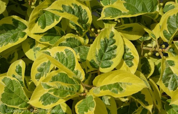 Tegoroczny Konkurs Roślin "Nowości", przeprowadzony online przyniósł 6 medali w tym 2 złote (na fot. Actinidia arguta Hokey Pokey® - jedna z dwóch złotych medalistek)