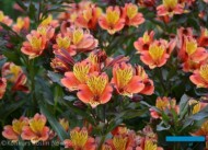 Alstroemeria INDIAN SUMMER