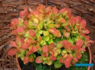 Berberis thunbergii ‘Anna’