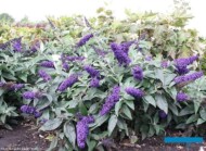 Buddleja davidii ROCKETSTAR INDIGO