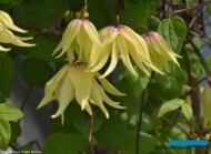 Clematis ‘Golden Dream’