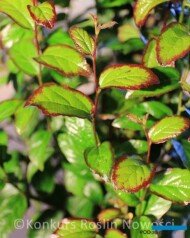 Parrotia persica Persian Spire