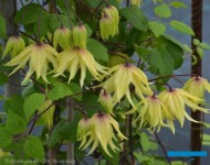 Clematis ‘Golden Dream’