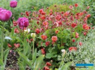 Geum ‘Bohema Pink’