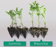 Efekty działania preparatu RhizoVital zastosowanego w czasie produkcji rozsady pomidora