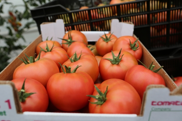 Owoce pomidora malinowego Maluno