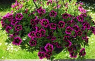 Calibrachoa Cabaret Good Night Kiss