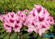 Rhododendron 'Devin'