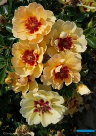 Rosa MAJA BABYLON EYES