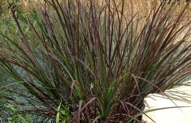 SU Awards przyopadły w tym roku pięciu nowym odmianom bylin, m.in. palczatce Gerarda BLACKHAWKS, fot. CNB New Plants