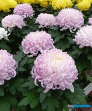 chryzantema_Cosmo Pink_niemczewscy 2020