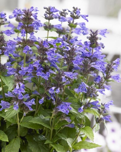 Nepeta Neptune, fot. Vitroflora