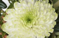 Wielkokwiatowa odmiana chryzantemy Rossano 'Lime', fot. Deliflor
