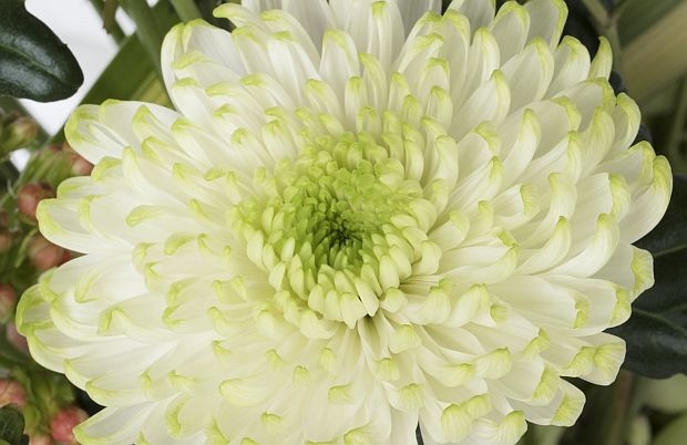 Wielkokwiatowa odmiana chryzantemy Rossano 'Lime', fot. Deliflor