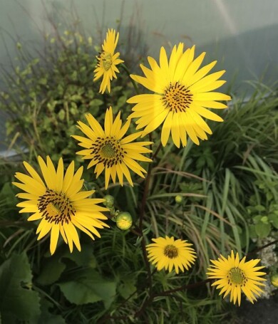 Silphium terebinthinaceum ‘Moa Ven Toh’ 