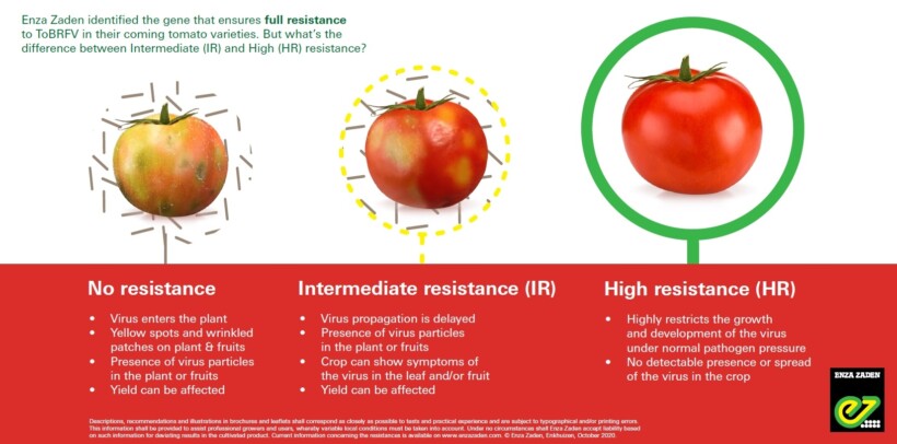Od lewej pomidor odmiany nieodpornej na wirus ToBRFV po infekcji, pośrodku - owoc odmiany o średniej odporności (IR), u której mogą wystąpić słabsze objawy infekcji na liściach i owocach, z prawej - pomidor odmiany o wysokiej odporności na ToBRFV, wirus nie wnika do rośliny