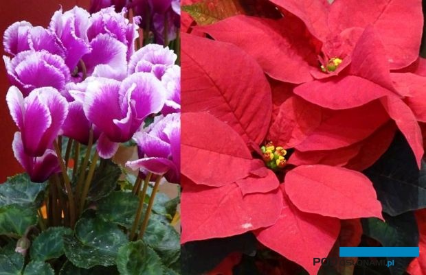 Poinsecje i cyklameny (na zdjęciu odmiany 'Kyoto' - z lewej oraz 'Mirage Red' - z prawej) będą roślinami, którym Syngenta Flowers poświęci pokazy online pod nazwą Autumn Trials VirtualTOUR, fot. A. Cecot