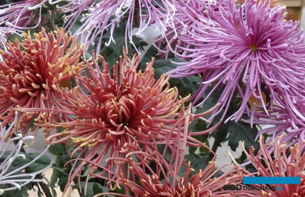 Chryzantema_Arsenal-Red_Klak_fot. AC