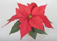 Poinsecja Mira Red, fot. Syngenta Flowers