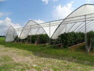 Maliny są uprawiane w wysokich tunelach firmy Haygrove