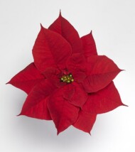 poinsecja Neva Red, fot. Syngenta Flowers