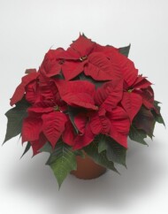 poinsecja Magma Red, fot. Syngenta Flowers