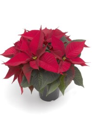 poinsecja Lyra Red, fot. Syngenta Flowers
