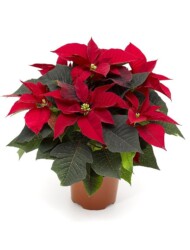 Poinsecja Mirage Red, fot. Syngenta Flowers