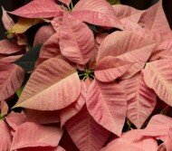 Poinsecja Candy Cinnamon, fot. Syngenta Flowers