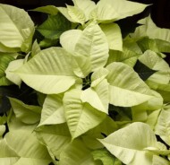 poinsecja Candy Mint, fot. Syngenta Flowers