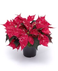 poinsecja Candy Cane, fot. Syngenta Flowers