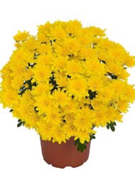 chryzantema Milkshake Banana, fot. Royal van Zanten