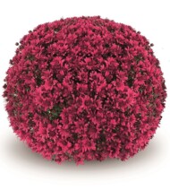 chryzantema_Penera_purple_fot_Gediflora