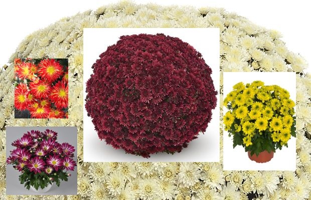Chryzantemy doniczkowe i ich wybrane nowe odmiany z oferty kilku europejskich hodowców