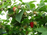 Owoce odmiany ‘Tulameen Pearl’