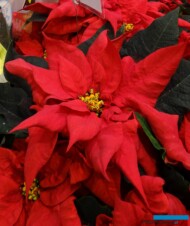 Poinsecja_Ferrara_fot. A. Cecot