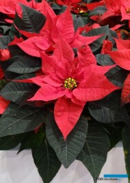 Poinsecja_Embla_fot. A. Cecot