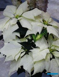 poinsecja-Alaska White