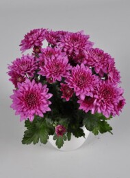 chryzantema Dolorita, fot. Floritec