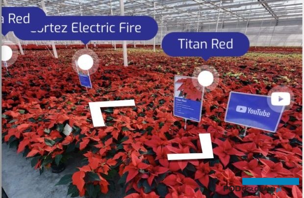 Wirtualne pokazy poinsecji firmy Syngenta Flowers, fot. A. Cecot (prt scr.)