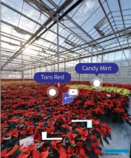 Fragment pokazów odmian poinsecji firmy Syngenta Flowers w gospodarstwie Jansen Hibiscus w Honselersdijk, które można było oglądać zdalnie_AC