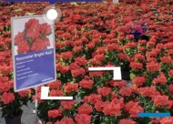 poinsecje Roccostar Bright Red na wirtualnych pokazach, fot. A. Cecot (prt scr.)