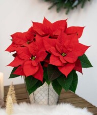 Poinsecja Christmas Universe, fot. Selecta