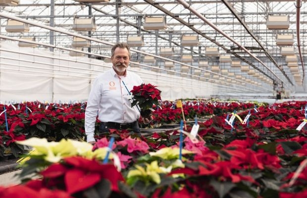 Poinsettia Week Online 2021_fot. Dummen-Orange