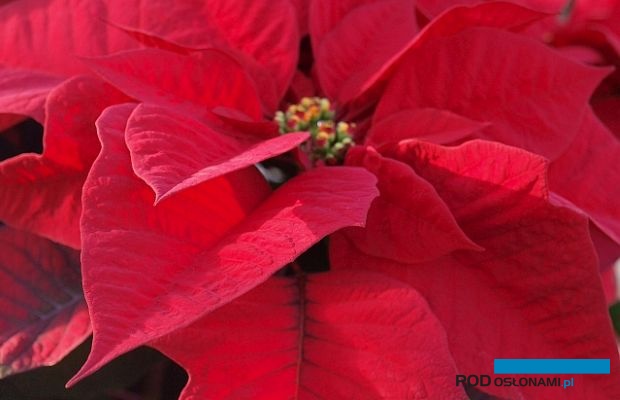 Dümmen Orange organizuje internetowe wydarzenie dotyczące poinsecji (na zdjęciu - odmiana 'Premium Red'), fot. A. Cecot